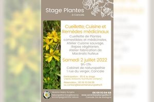 Stage Plantes sauvages, Cueillette Cuisine et Fabrication de Remèdes Médicinaux à Cancale
