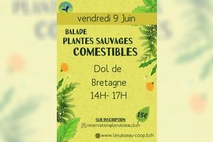 Balade plantes sauvages comestibles à Dol de Bretagne
