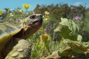 Projection Alaïs, tortue sauvage de Provence, Faites du Climat 2023 à Trébédan